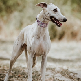 " Ők nem csak kutyák...ők whippetek!"